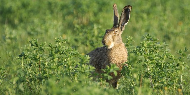 Der Schutz gefährdeter Arten wie Feldhasen würden durch die neue Gesetzgebung geschwächt, warnen Naturschutzorganisationen. (Bild zVg)