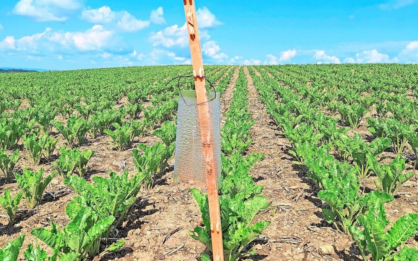 Das SBR-Monitoring hat gestartet. Auf über 60 Schweizer Rübenparzellen wurden Insektenklebefallen ausgesteckt