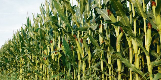 Landwirte müssen bei ihrer Fruchtfolgeplanung an den Maiswurzelbohrer denken: Im ganzen Kanton Luzern darf nicht mehr Mais nach Mais angebaut werden, andernfalls braucht es eine Anbaupause von mindestens zwei Jahren.(Symbolbild rae)