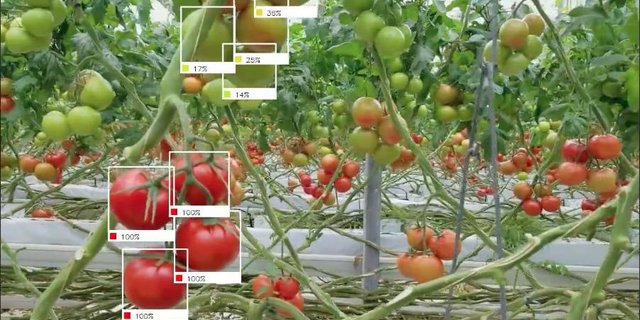 Der Ernteroboter der Firma Root AI erkennt den Reifegrad der Tomaten via eingebauter Kamera. (Bild Root AI) 