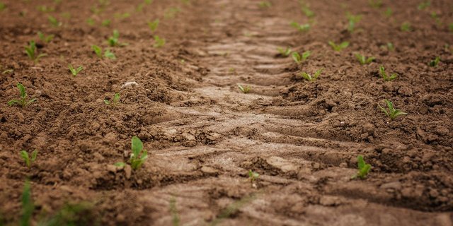 Die Debatte dreht sich unter anderem darum, ob die Regelungen ins Landwirtschaftsgesetz sollen, oder in die Verordnung. (Bild Darkmoon_Art / Pixabay)