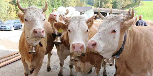 Die Kühe der Familie Gerber, Schangnau konnten am Donnerstag letzter Woche wieder in ihren Stall zurückkehren. Dieser wurde am 24. Juli vom Hochwasser überschwemmt. (Bild: Simone Barth)