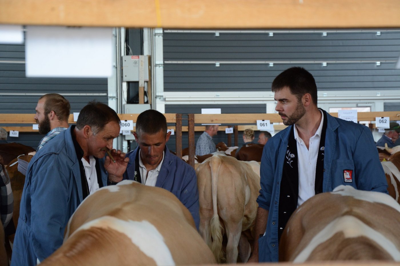 In Thun geht es heute bei den Züchtern nur um eines: um die Stiere. (Bild sb)