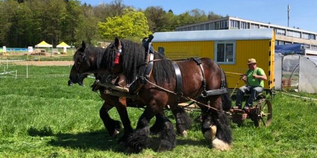 Zu sehen gab es etwa auch einen Mähwettbewerb zwischen Pferd und Traktor. (Bild jba)