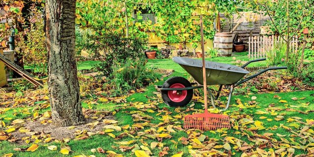 Laub ist ideal zum Mulchen und Kompostieren. Der Gerbstoffgehalt bestimmt, wie schnell sich die Blätter zersetzen: Bei Kastanien- (links) dauert es länger als bei Ahornblättern.