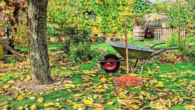 Laub ist ideal zum Mulchen und Kompostieren. Der Gerbstoffgehalt bestimmt, wie schnell sich die Blätter zersetzen: Bei Kastanien- (links) dauert es länger als bei Ahornblättern.