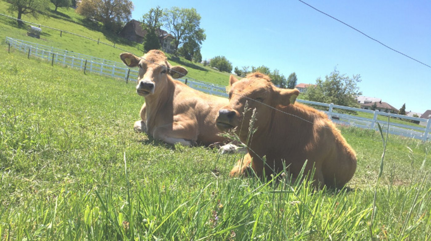 Je wärmer es wird, desto höher ist laut Studie die Belastung der Weide mit schädlichen Stoffwechselprodukten wie Pilzgiften (Mykotoxine). Das könne für Tiere, aber auch für Menschen, zum Problem werden. (Bild jsc)