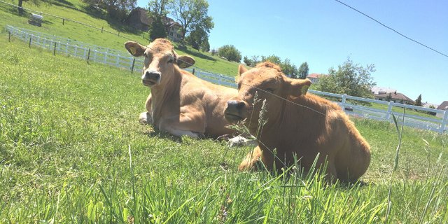 Je wärmer es wird, desto höher ist laut Studie die Belastung der Weide mit schädlichen Stoffwechselprodukten wie Pilzgiften (Mykotoxine). Das könne für Tiere, aber auch für Menschen, zum Problem werden. (Bild jsc)