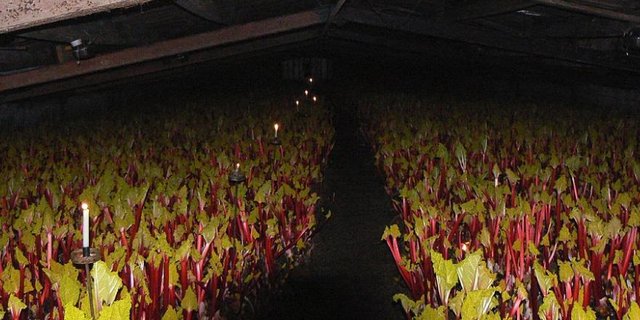 Blick in einen "forcing shed". Der Rhabarber wächst im Dunkeln, geerntet wird bei Kerzenschein. (Bild Wikipedia)