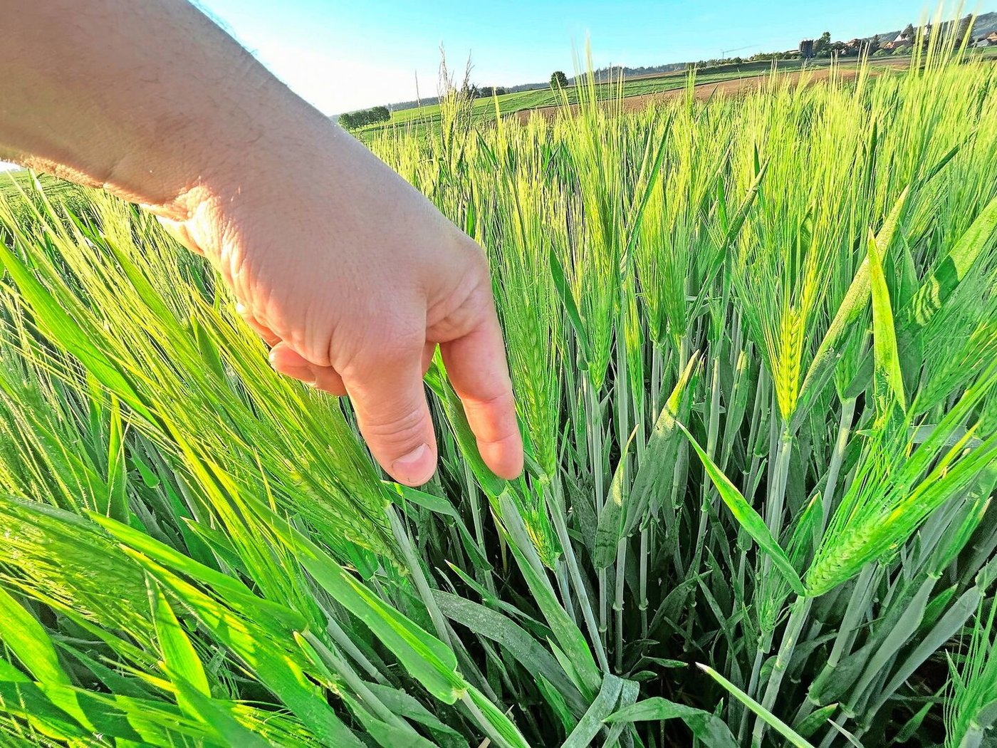 Keine Spur von tauben Ähren im Getreidefeld. Bei feuchter Witterung während der Blüte kann sich das aber noch ändern.