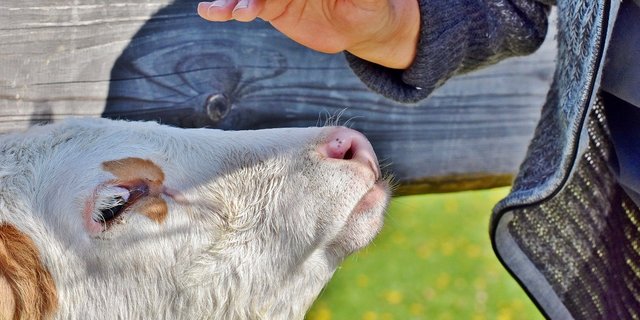 Laufende Projekte zur Verbesserung des Tierwohls und die zunehmende Reduktion des Antibiotikaeinsatzes zeigen, dass sich die Schweizer Landwirtschaft stetig verbessert, schreibt der SKMV. (Bild Capri23auto / Pixabay) 