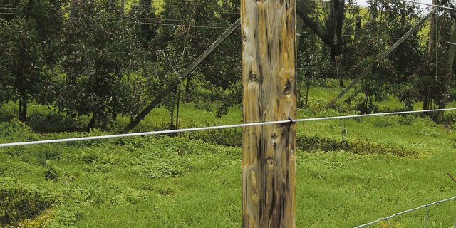 Einzäunen hilft gegen Wildschäden. (Bild zVg)