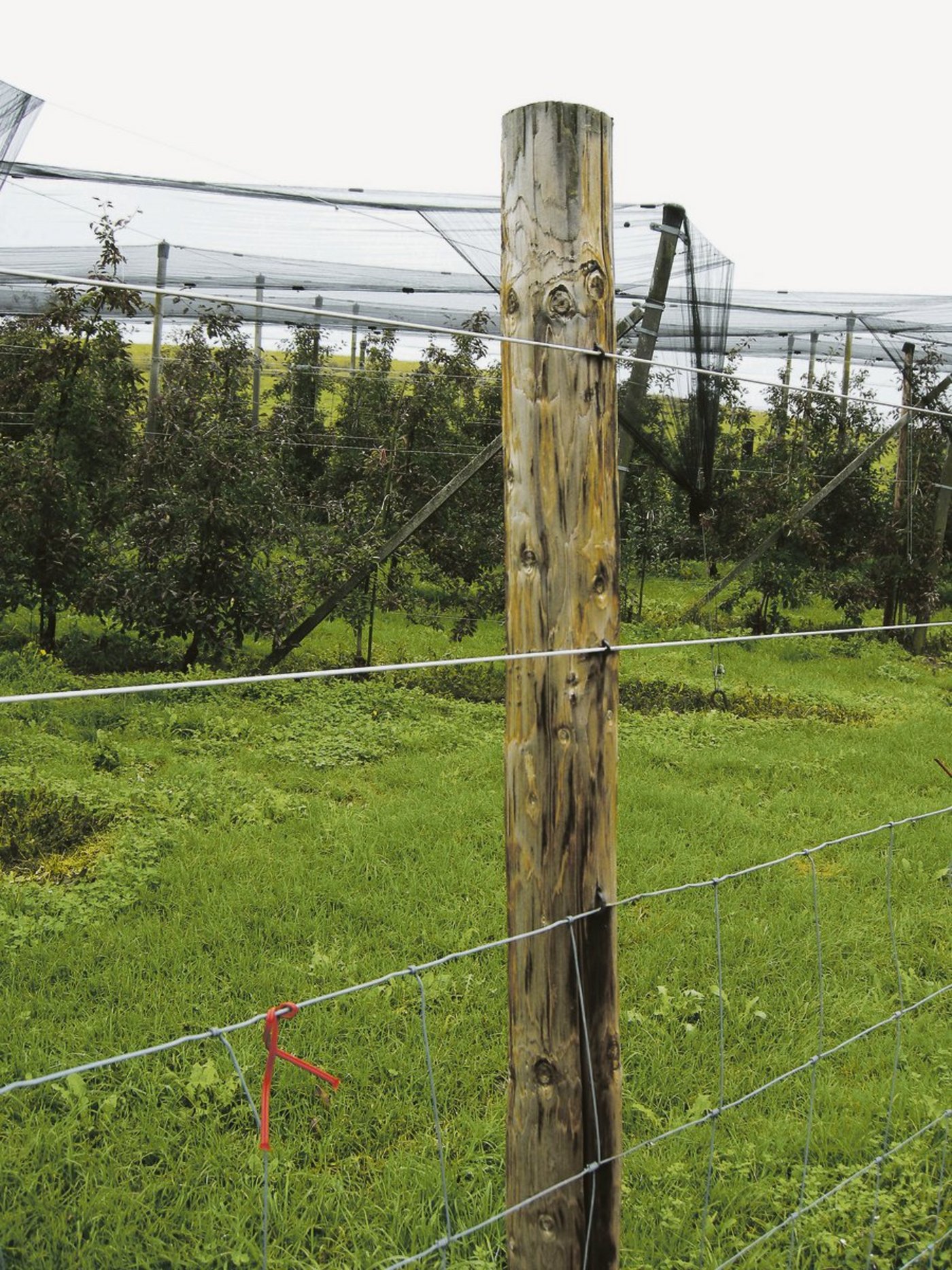 Einzäunen hilft gegen Wildschäden. (Bild zVg)