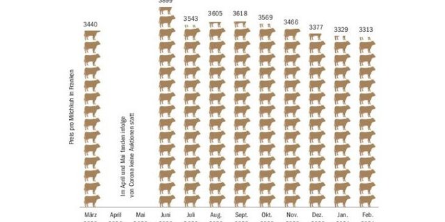 Zuchtkühe galten im Februar im Schnitt 3313 Franken, allerdings fanden auch nur wenige Auktionen statt. Im Februar 2020 waren es 3286 Franken. (Quelle  Agristat, BauZ/Grafik BauZ)