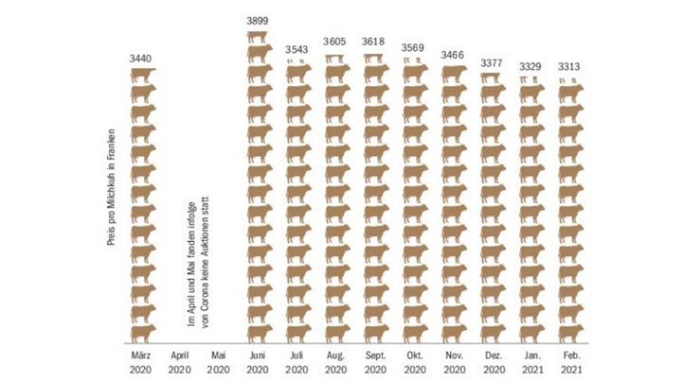 Zuchtkühe galten im Februar im Schnitt 3313 Franken, allerdings fanden auch nur wenige Auktionen statt. Im Februar 2020 waren es 3286 Franken. (Quelle  Agristat, BauZ/Grafik BauZ)