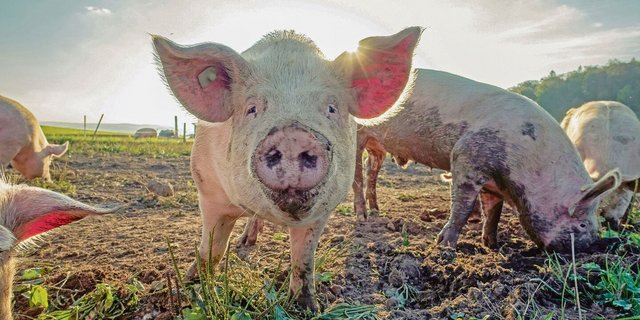 Gemäss Vorschlag bekämen die Bioschweine mehr Platz. Würden die Abnehmer das bezahlen? 