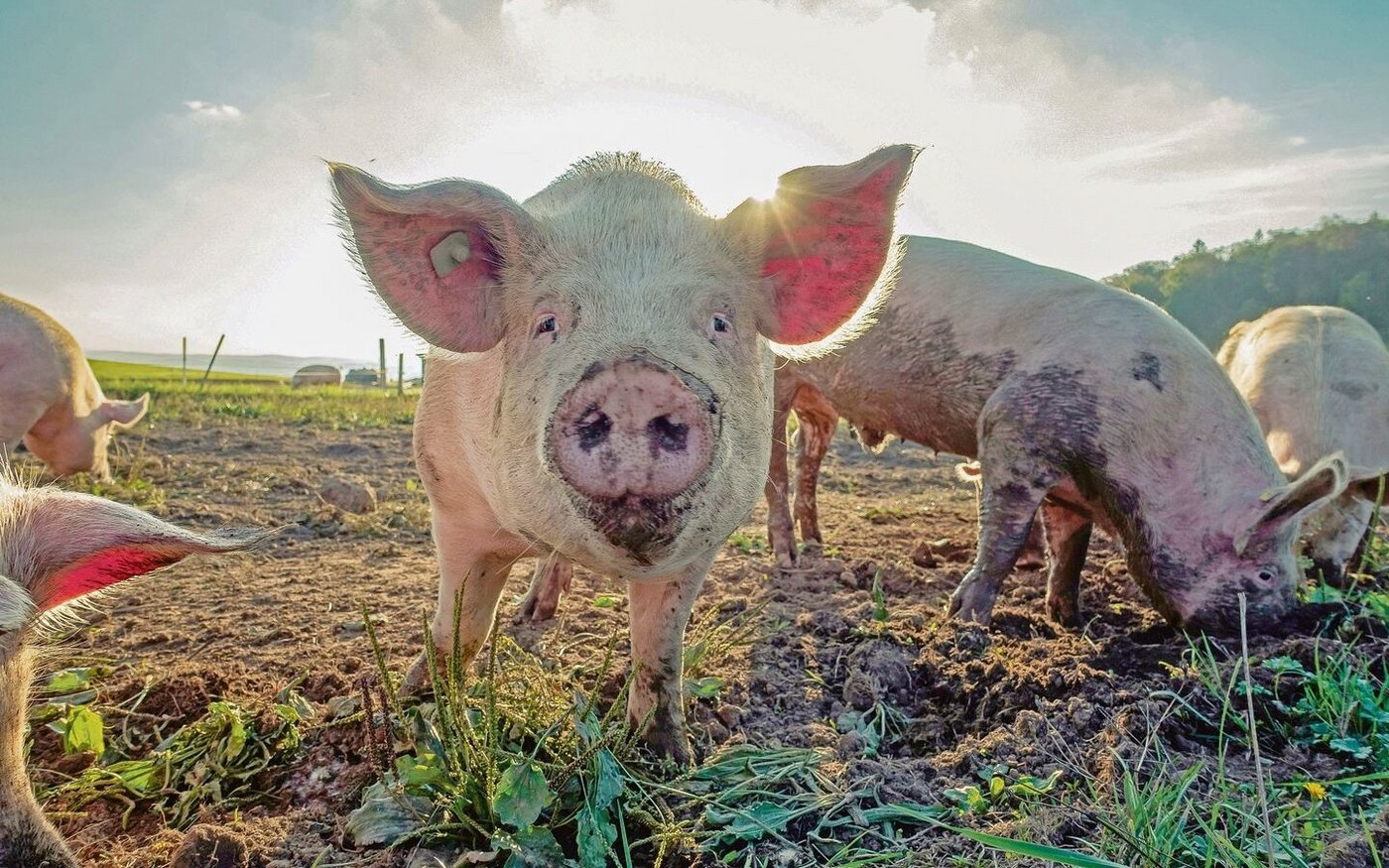 Gemäss Vorschlag bekämen die Bioschweine mehr Platz. Würden die Abnehmer das bezahlen? 