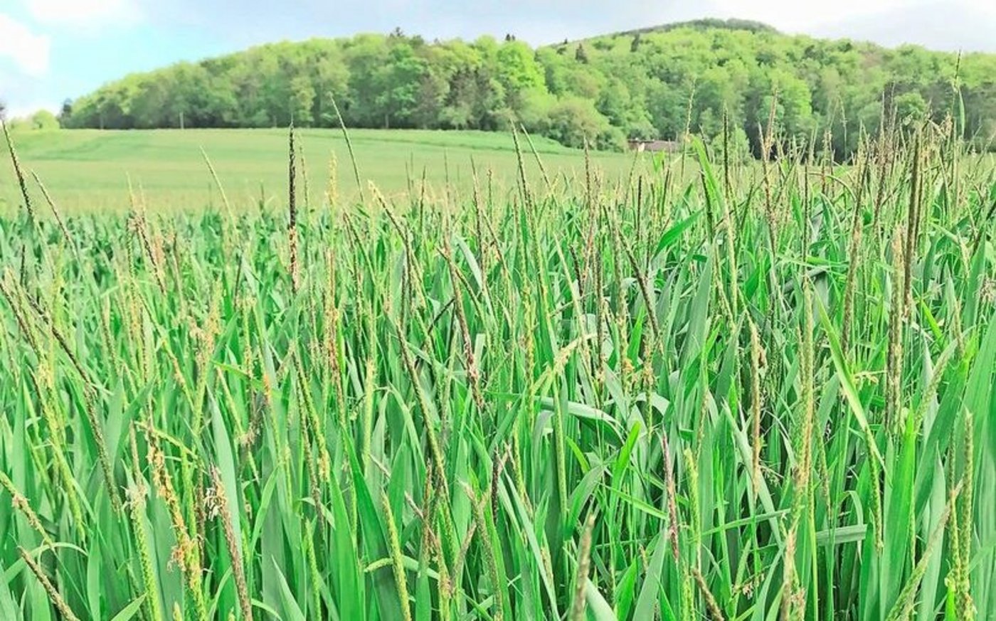 AF mag feuchte, nährstoffreiche, schwere Böden.