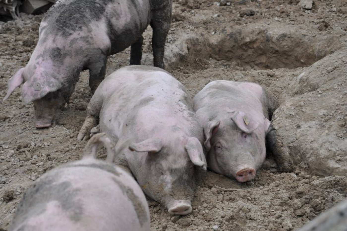 Keine Besserung in Sicht: QM Basispreis von Fr. 3,60 pro kg Schlachtgewicht ab Stall bleibt stabil. (Bild BauZ)