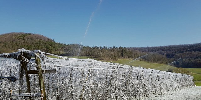 Mit Überkronenbewässerung kämpft auch dieser Aargauer Obstproduzent diesen Frühling gegen Frostschäden.(Bild zVg)