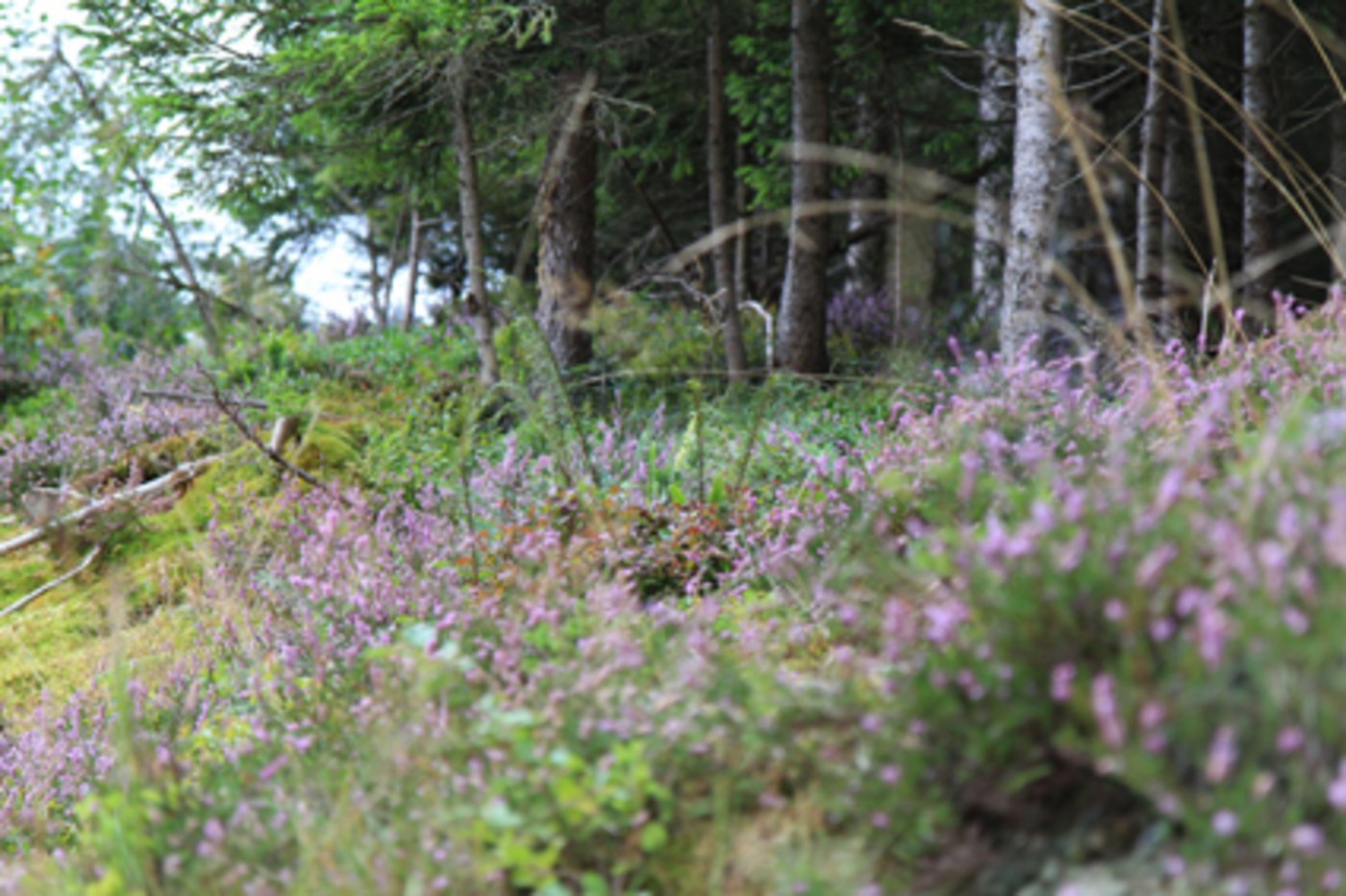 Werden Wälder nicht aufgeräumt, hat das grossen Nutzen für die Artenvielfalt, sagen Forscher. (Bild Wald Schweiz)