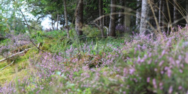 Werden Wälder nicht aufgeräumt, hat das grossen Nutzen für die Artenvielfalt, sagen Forscher. (Bild Wald Schweiz)