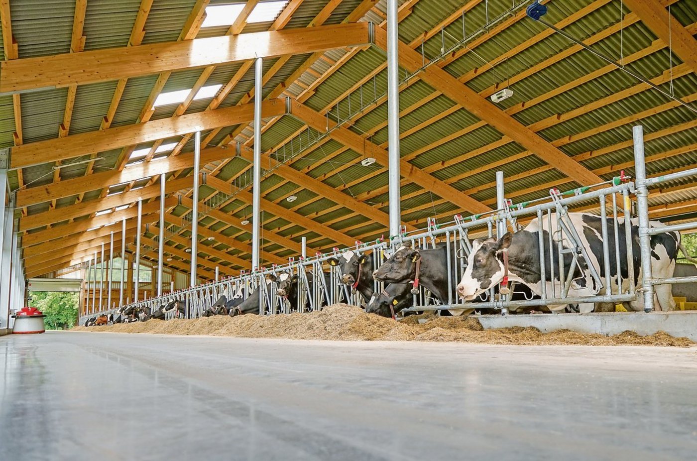 Nicht nur in grossen neuen Milchviehställen kommt viel Technik zum Einsatz. Futter-Zuschieber wie links im Bild trifft man auch auf kleineren Betrieben vermehrt an. (Bild Fotolia)