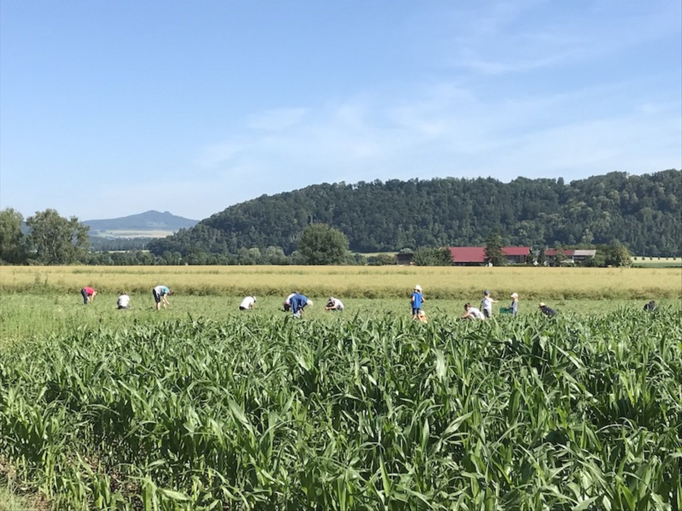 Bei Gnädingers auf dem Feld durften Privatpersonen Erbsen pflücken, die wegen des schlechten Wetters nicht geerntet werden konnten . So wurde Food Waste verhindert. (Bild Fam. Gnädinger)