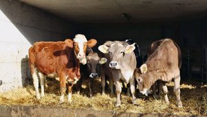 «Wir sind ausgebucht «Wir sind ausgebucht», heisst es bei den meisten Aufzuchtbetrieben. Viele Talbetriebe sind aber noch auf der Suche nach Aufzuchtsplätzen. Lösungen müssen her.