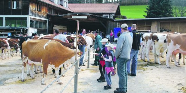 Für viele Züchter sind Beständeschauen immer noch ein wichtiger Gradmesser für den eigenen Betrieb und die eigene Zucht. Dafür setzen sich nun die Swiss-Fleckvieh-Züchter ein. (Archivbild BauZ)