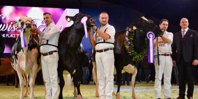 Grand-Champion-Wahl bei den Holsteindamen (von rechts): Ghardaia (später auch Supreme Champion), Heline und Jolie. (Bild jba) 