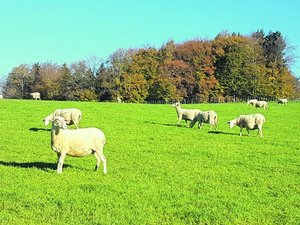 Schafe entwurmen geht auch anders Auf immer mehr Schafbetrieben kann aufgrund von Resistenzen kaum noch Entwurmungsmittel eingesetzt werden. (Bild Martin Schafer)