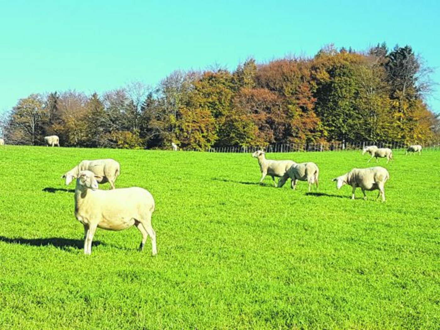 Auf immer mehr Schafbetrieben kann aufgrund von Resistenzen kaum noch Entwurmungsmittel eingesetzt werden. (Bild Martin Schafer)