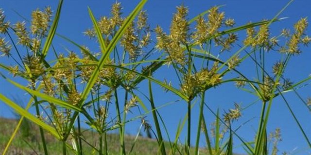 Die Bekämpfung des Erdmandelgrases ist aufwendig.