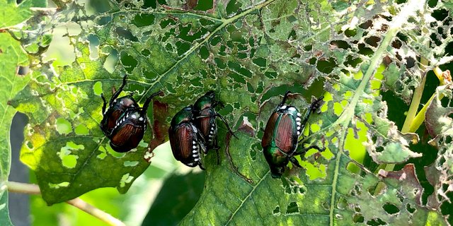 Seit einigen Jahren breitet sich der aus Japan stammende Blatthornkäfer im Tessin aus. (Bild Agroscope)