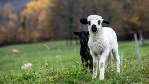 Sie sollen besser geschützt werden.