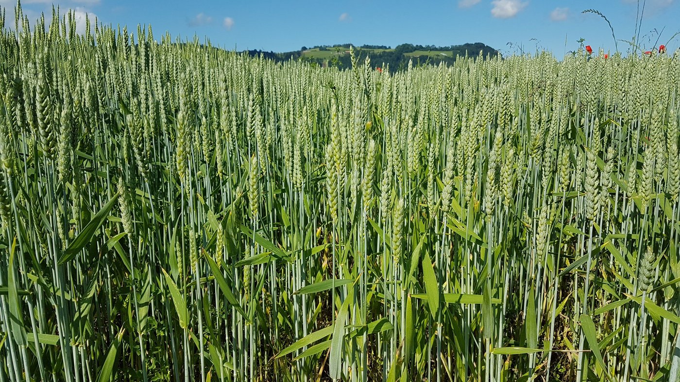 Da pestizidfreier Weizen sehr gefragt ist, soll es keine Flächenbeschränkungen beim IP-Suisse Weizen geben. (Bild Swiss Granum)