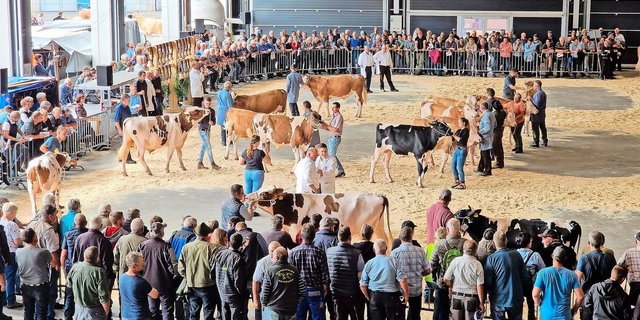 Am Dienstag, 17. September, werden in Thun 200 Stiere aufgeführt: Es ist Zuchtstiermarkt. 