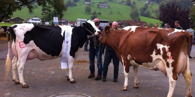 Champion Kuh Cora (l) und Reservechampion Arvi