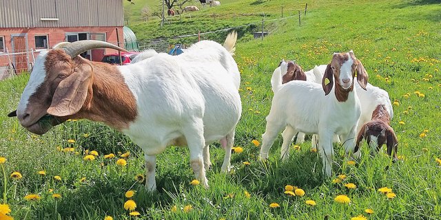 Ein schrittweises Anweiden im Frühjahr ist wichtig für eine gute Ausnützungdes Potenzials der Weideflächen. Bild: Martina Häfliger
