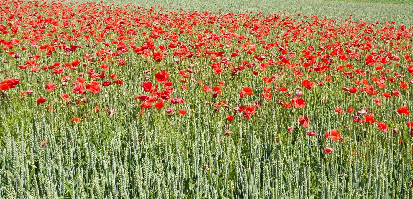Sieht schön aus, aber leidet hier die Kultur und wäre eine Herbizidbehandlung angebracht? (Bild Agroscope / O. Praodi)