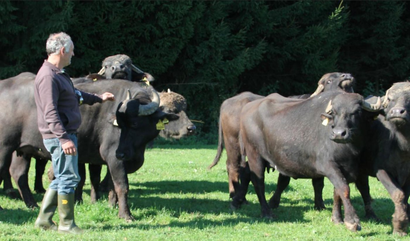 Josef Villiger mit seiner Wasserbüffelherde. (Bild Brunnenhof Sins)
