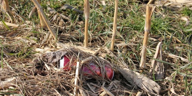 Achtlos weggeworfener Abfall ist ein Ärgernis und eine Gefahr für Tiere und Boden. (Bild zVg)