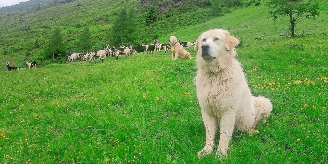 Herdenschutzhunde zu halten, muss gut überlegt sein. Die Gewöhnungsphase braucht Zeit. 