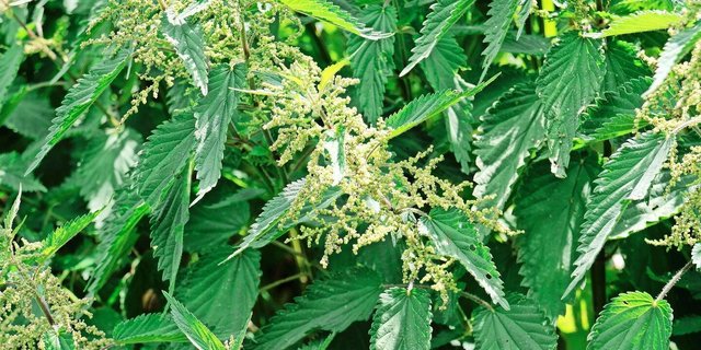 Eine alte Bauernregel rät, bei Schwanzbeissen frische Brennnesseln in den Futtertrog zu werfen. Die Suisag bestätigt dies – deren Experten haben selber positive Erfahrungen mit der Heilpflanze im Schweinestall gemacht.