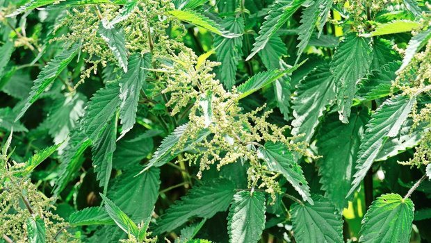 Eine alte Bauernregel rät, bei Schwanzbeissen frische Brennnesseln in den Futtertrog zu werfen. Die Suisag bestätigt dies – deren Experten haben selber positive Erfahrungen mit der Heilpflanze im Schweinestall gemacht.