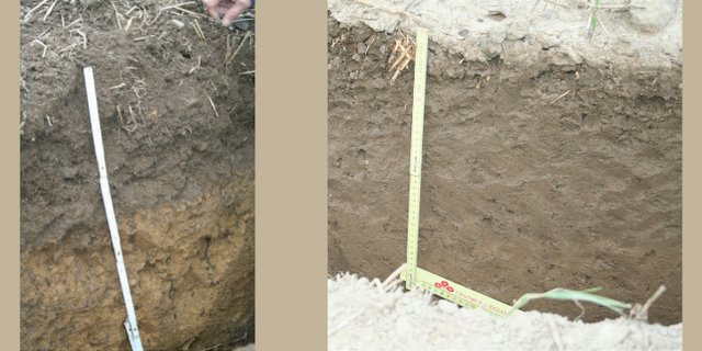 Das linke Profil zeigt einen Boden in Menzingen ZG. Hier konnte dank Bodenpflege mit Kompost der Humusgehalt innert 8 Jahren verdoppelt werden. Seither ist der Humusgehalt der obersten Schicht konstant, weiter unten aber weiter steigend. Rechts der Vergleich mit einem pfluglos und mit mineralischem Dünger und Gülle bearbeiteten Boden in Grossafoltern BE. (Bilder Fredy Abächerli)