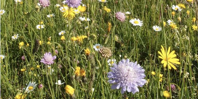 Eine blütenreiche Fromentalwiese wie diese bietet Unterschlupf und Nahrung für Insekten. (Bild zVg)