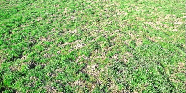 Die Maushügel der Wühlmaus sind flach und ihre Öffnung geschlossen. Auf dem Speiseplan der Maus stehen saftige Pflanzenwurzeln. An einem Tag vertilgt sie eine Menge, die ihrem eigenen Körpergewicht entspricht.  