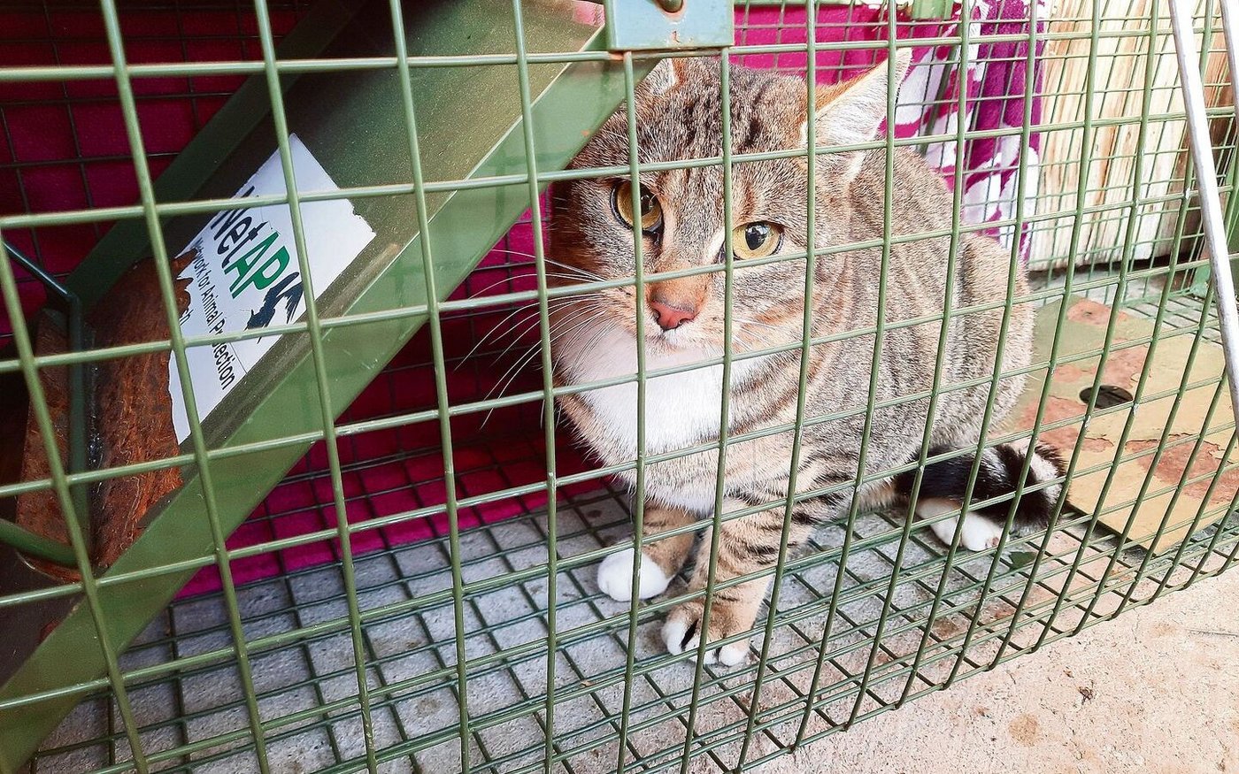 Katzen sind möglichst früh zu kastrieren, um eine unliebsame Vermehrung zu vermeiden. 